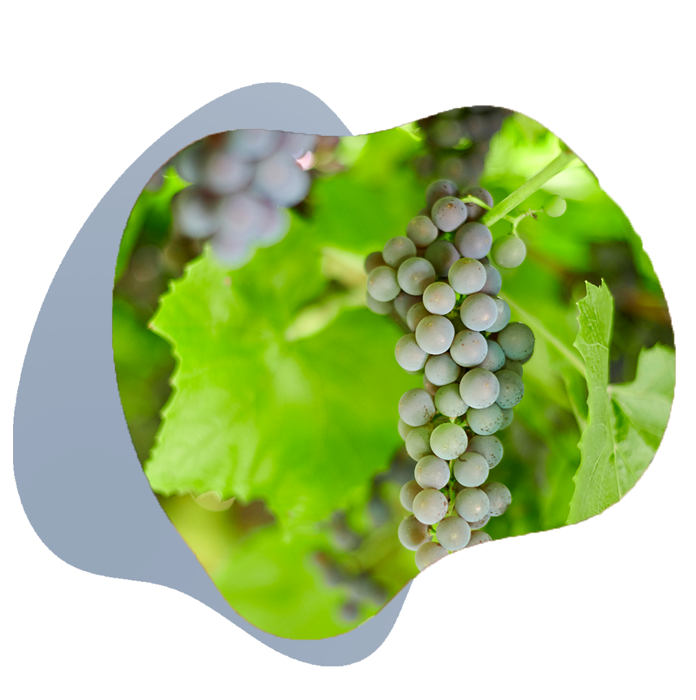 agricole expert comptable